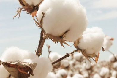 Why choosing organic cotton?